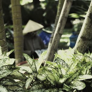 Saigon. In the park. Tet is coming! ON EXPLORE!