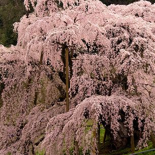 sakura admirable