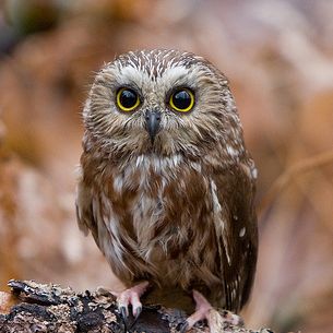 Saw_Whet_Owl (4084) Muskoka Wild Life Center