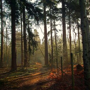 Shortenills wood
