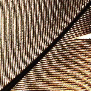 Slot in Feathering