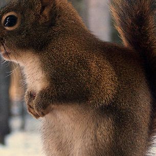 Squirel #3