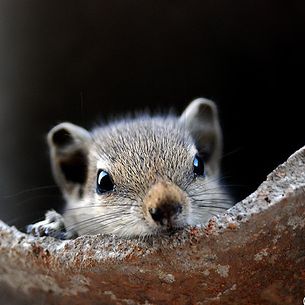 SQUIREL.........Whats' Going around..!!!???
