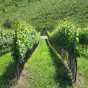 Sun in the Vineyards