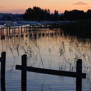 Sunset on the reeds