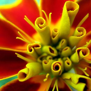 tagetes
