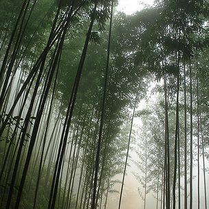 Tall young Bamboo