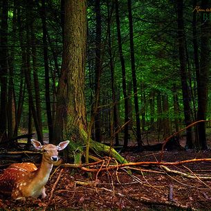 The Deer Hunter