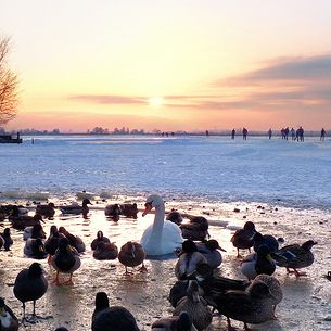 The last pool attracts numerous birds in Zuiderwoude