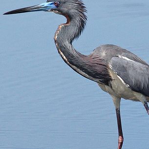 Tricolored Heron breeding plumage (Egretta tricolor)