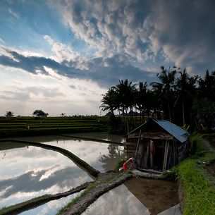 Ubud - Rice Paddy