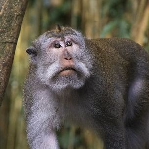 Ubud