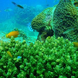 Underwater at Koh Tao Island, Thailand