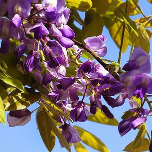 WISTERIA SINENSIS - IL GLICINE -