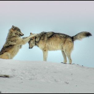 Wolves of Yellowstone